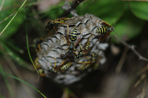 Polistes biglumis bimaculatus sul nido